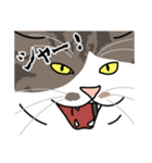 猫あるある（白キジ猫／長毛）（個別スタンプ：18）