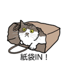 猫あるある（白キジ猫／長毛）（個別スタンプ：20）