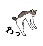 猫あるある（白キジ猫／長毛）（個別スタンプ：21）