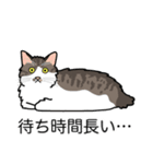猫あるある（白キジ猫／長毛）（個別スタンプ：22）