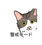 猫あるある（白キジ猫／長毛）（個別スタンプ：23）