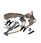 猫あるある（白キジ猫／長毛）（個別スタンプ：24）