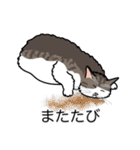 猫あるある（白キジ猫／長毛）（個別スタンプ：25）