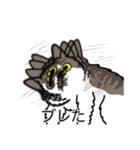 猫あるある（白キジ猫／長毛）（個別スタンプ：26）