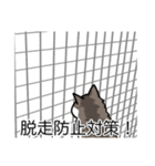 猫あるある（白キジ猫／長毛）（個別スタンプ：27）