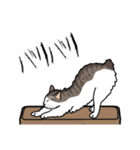 猫あるある（白キジ猫／長毛）（個別スタンプ：28）