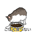 猫あるある（白キジ猫／長毛）（個別スタンプ：32）