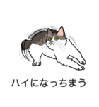 猫あるある（白キジ猫／長毛）（個別スタンプ：38）