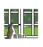 猫あるある（白キジ猫／長毛）（個別スタンプ：40）