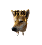 柴犬的丸【好用的话】（個別スタンプ：1）