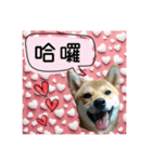 柴犬的丸【好用的话】（個別スタンプ：3）