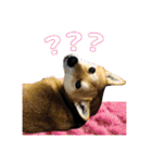 柴犬的丸【好用的话】（個別スタンプ：4）