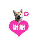 柴犬的丸【好用的话】（個別スタンプ：5）