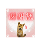 柴犬的丸【好用的话】（個別スタンプ：6）