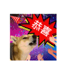 柴犬的丸【好用的话】（個別スタンプ：7）