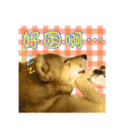 柴犬的丸【好用的话】（個別スタンプ：9）