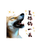 柴犬的丸【好用的话】（個別スタンプ：11）