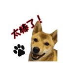 柴犬的丸【好用的话】（個別スタンプ：12）