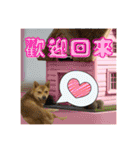 柴犬的丸【好用的话】（個別スタンプ：13）