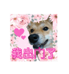 柴犬的丸【好用的话】（個別スタンプ：15）