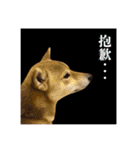 柴犬的丸【好用的话】（個別スタンプ：18）
