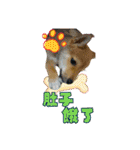 柴犬的丸【好用的话】（個別スタンプ：23）