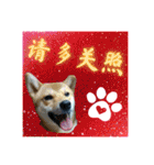 柴犬的丸【好用的话】（個別スタンプ：24）