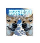 柴犬的丸【好用的话】（個別スタンプ：25）