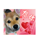 柴犬的丸【好用的话】（個別スタンプ：28）