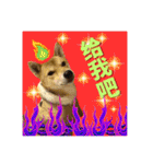 柴犬的丸【好用的话】（個別スタンプ：29）
