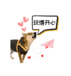 柴犬的丸【好用的话】（個別スタンプ：30）