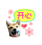 柴犬的丸【好用的话】（個別スタンプ：32）