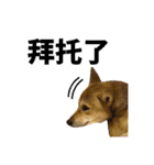 柴犬的丸【好用的话】（個別スタンプ：33）
