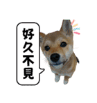 柴犬的丸【好用的话】（個別スタンプ：34）
