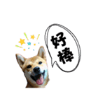 柴犬的丸【好用的话】（個別スタンプ：35）