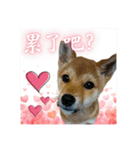 柴犬的丸【好用的话】（個別スタンプ：36）