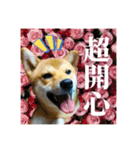 柴犬的丸【好用的话】（個別スタンプ：39）