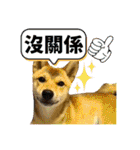 柴犬的丸【好用的话】（個別スタンプ：40）
