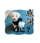 マルとのくらし3（個別スタンプ：6）