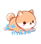 キュートな柴犬ベビーの生活 Ver5 (タイ)（個別スタンプ：14）