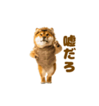 踊る！着ぐるみ犬。（個別スタンプ：14）