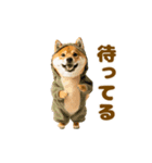踊る！着ぐるみ犬。（個別スタンプ：22）