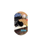 仲良し兄弟猫スタンプ（個別スタンプ：3）