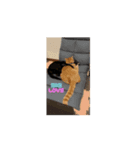 仲良し兄弟猫スタンプ（個別スタンプ：4）