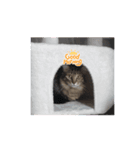 猫ちゃんのスタンプ①（個別スタンプ：1）