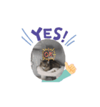 猫ちゃんのスタンプ①（個別スタンプ：3）