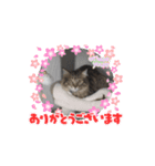 猫ちゃんのスタンプ①（個別スタンプ：5）