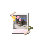 猫ちゃんのスタンプ①（個別スタンプ：7）