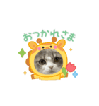 こまり【短足マンチカン】（個別スタンプ：1）