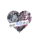 春ですよ(花桃ver.)（個別スタンプ：3）